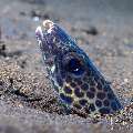 Barred Sand Conger (Ariosoma fasc), photo taken in Indonesia, Bali, Tulamben, Segara