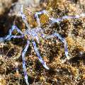 Striped Legs Sea Spider (Nymphon sp.), photo taken in Indonesia, Bali, Tulamben, Segara