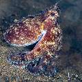 Coconut octopus (Amphioctopus marginatus), photo taken in Indonesia, Bali, Tulamben, Segara