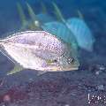 Golden Trevally (Gnathanodon speciosus), photo taken in Indonesia, Bali, Tulamben, Segara