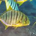 Golden Trevally (Gnathanodon speciosus), photo taken in Indonesia, Bali, Tulamben, Segara