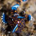 Painted Frogfish (Antennarius pictus), photo taken in Indonesia, Bali, Tulamben, Segara