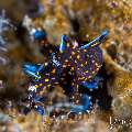 Painted Frogfish (Antennarius pictus), photo taken in Indonesia, Bali, Tulamben, Segara