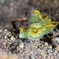 Nudibranch, photo taken in Indonesia, Bali, Tulamben, Segara