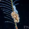 Eggs, Nudibranch, photo taken in Indonesia, Bali, Tulamben, Segara
