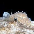 Nudibranch, photo taken in Indonesia, Bali, Tulamben, Segara