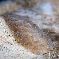 Nudibranch, photo taken in Indonesia, Bali, Tulamben, Segara