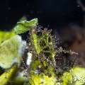 , photo taken in Indonesia, Bali, Tulamben, Segara