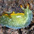 Nudibranch, photo taken in Indonesia, Bali, Tulamben, Segara