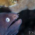 White eyed moray (Gymnothorax thyrsoideus), photo taken in Indonesia, Bali, Tulamben, Segara
