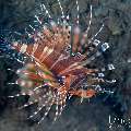 , photo taken in Indonesia, Bali, Tulamben, Segara