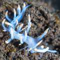 Nudibranch, photo taken in Indonesia, Bali, Tulamben, Segara