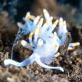 Nudibranch, photo taken in Indonesia, Bali, Tulamben, Segara