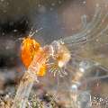 Amphipod (Lysianassidae), photo taken in Indonesia, Bali, Tulamben, Segara