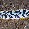Nudibranch, photo taken in Indonesia, Bali, Tulamben, Segara