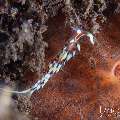Nudibranch, photo taken in Indonesia, Bali, Tulamben, Segara