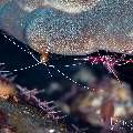 Durban Dancing Shrimp (Rhynchocinetes durbanensis), Hump-back cleaner shrimp (Lysmata amboinensis), photo taken in Indonesia, Bali, Tulamben, Kuanji Durban Dancing Shrimp (Rhynchocinetes durbanensis), Hump-back cleaner shrimp (Lysmata amboinensis), photo taken in Indonesia, Bali, Tulamben, Kuanji