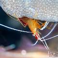 Hump-back cleaner shrimp (Lysmata amboinensis), photo taken in Indonesia, Bali, Tulamben, Kuanji Hump-back cleaner shrimp (Lysmata amboinensis), photo taken in Indonesia, Bali, Tulamben, Kuanji