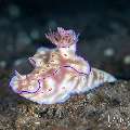Nudibranch, photo taken in Indonesia, Bali, Tulamben, Kuanji Nudibranch, photo taken in Indonesia, Bali, Tulamben, Kuanji