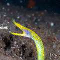 Ribbon Eel (Rhinomuraena quaesita), photo taken in Indonesia, Bali, Tulamben, Kuanji Ribbon Eel (Rhinomuraena quaesita), photo taken in Indonesia, Bali, Tulamben, Kuanji