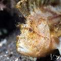 Leaf Scorpionfish (Taenianotus triacanthus), photo taken in Indonesia, Bali, Tulamben, Kuanji Leaf Scorpionfish (Taenianotus triacanthus), photo taken in Indonesia, Bali, Tulamben, Kuanji