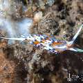 Nudibranch, photo taken in Indonesia, Bali, Tulamben, Kuanji Nudibranch, photo taken in Indonesia, Bali, Tulamben, Kuanji