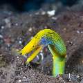 Ribbon Eel (Rhinomuraena quaesita), photo taken in Indonesia, Bali, Tulamben, Kuanji Ribbon Eel (Rhinomuraena quaesita), photo taken in Indonesia, Bali, Tulamben, Kuanji