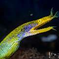 Ribbon Eel (Rhinomuraena quaesita), photo taken in Indonesia, Bali, Tulamben, Kuanji Ribbon Eel (Rhinomuraena quaesita), photo taken in Indonesia, Bali, Tulamben, Kuanji