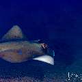Blue-spotted Ribbontail Ray (Taeniura lymma), photo taken in Indonesia, Bali, Tulamben, Kuanji Blue-spotted Ribbontail Ray (Taeniura lymma), photo taken in Indonesia, Bali, Tulamben, Kuanji