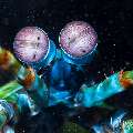 Peacock Mantis Shrimp (Odontodactylus scyllarus), photo taken in Indonesia, Bali, Tulamben, Kuanji Peacock Mantis Shrimp (Odontodactylus scyllarus), photo taken in Indonesia, Bali, Tulamben, Kuanji