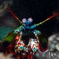 Peacock Mantis Shrimp (Odontodactylus scyllarus), photo taken in Indonesia, Bali, Tulamben, Kuanji Peacock Mantis Shrimp (Odontodactylus scyllarus), photo taken in Indonesia, Bali, Tulamben, Kuanji