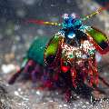 Peacock Mantis Shrimp (Odontodactylus scyllarus), photo taken in Indonesia, Bali, Tulamben, Kuanji Peacock Mantis Shrimp (Odontodactylus scyllarus), photo taken in Indonesia, Bali, Tulamben, Kuanji
