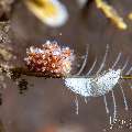 Nudibranch, photo taken in Indonesia, Bali, Tulamben, Kuanji Nudibranch, photo taken in Indonesia, Bali, Tulamben, Kuanji
