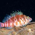 Spotted Hawkfish (Cirrhitichthys aprinus), photo taken in Indonesia, Bali, Tulamben, Kuanji Spotted Hawkfish (Cirrhitichthys aprinus), photo taken in Indonesia, Bali, Tulamben, Kuanji