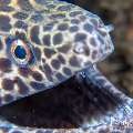 Honeycomb Moray (Gymnothorax favagineus), photo taken in Indonesia, Bali, Tulamben, Kuanji Honeycomb Moray (Gymnothorax favagineus), photo taken in Indonesia, Bali, Tulamben, Kuanji