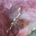 Commensal Sponge Shrimp (Thaumastocaris streptopus), photo taken in Indonesia, Bali, Tulamben, Kuanji Commensal Sponge Shrimp (Thaumastocaris streptopus), photo taken in Indonesia, Bali, Tulamben, Kuanji