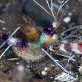 Banded Coral Shrimp (Stenopus hispidus), Eggs, photo taken in Indonesia, Bali, Tulamben, Kuanji Banded Coral Shrimp (Stenopus hispidus), Eggs, photo taken in Indonesia, Bali, Tulamben, Kuanji