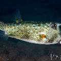 Longhorn Cowfish (Lactoria cornuta), photo taken in Indonesia, Bali, Tulamben, Kuanji Longhorn Cowfish (Lactoria cornuta), photo taken in Indonesia, Bali, Tulamben, Kuanji