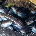 Striped Catfish (Plotosus lineatus), photo taken in Indonesia, Bali, Tulamben, Kuanji Striped Catfish (Plotosus lineatus), photo taken in Indonesia, Bali, Tulamben, Kuanji