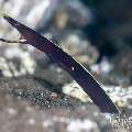 Ribbon Eel (Rhinomuraena quaesita), photo taken in Indonesia, Bali, Tulamben, Kuanji Ribbon Eel (Rhinomuraena quaesita), photo taken in Indonesia, Bali, Tulamben, Kuanji