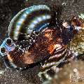 Twospot Lionfish (Dendrochirus biocellatus), photo taken in Indonesia, Bali, Tulamben, Kuanji Twospot Lionfish (Dendrochirus biocellatus), photo taken in Indonesia, Bali, Tulamben, Kuanji