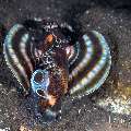 Twospot Lionfish (Dendrochirus biocellatus), photo taken in Indonesia, Bali, Tulamben, Kuanji Twospot Lionfish (Dendrochirus biocellatus), photo taken in Indonesia, Bali, Tulamben, Kuanji