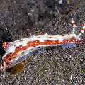 Nudibranch, photo taken in Indonesia, Bali, Tulamben, Wreck Slope Nudibranch, photo taken in Indonesia, Bali, Tulamben, Wreck Slope