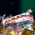 Nudibranch, photo taken in Indonesia, Bali, Tulamben, Wreck Slope Nudibranch, photo taken in Indonesia, Bali, Tulamben, Wreck Slope