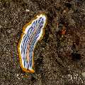 Nudibranch, photo taken in Indonesia, Bali, Tulamben, Wreck Slope Nudibranch, photo taken in Indonesia, Bali, Tulamben, Wreck Slope