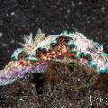Nudibranch, photo taken in Indonesia, Bali, Tulamben, Wreck Slope Nudibranch, photo taken in Indonesia, Bali, Tulamben, Wreck Slope