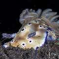 Nudibranch, photo taken in Indonesia, Bali, Tulamben, Wreck Slope Nudibranch, photo taken in Indonesia, Bali, Tulamben, Wreck Slope