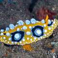 Nudibranch, photo taken in Indonesia, Bali, Tulamben, Wreck Slope Nudibranch, photo taken in Indonesia, Bali, Tulamben, Wreck Slope