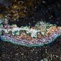 Nudibranch, photo taken in Indonesia, Bali, Tulamben, Wreck Slope Nudibranch, photo taken in Indonesia, Bali, Tulamben, Wreck Slope