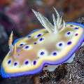 Nudibranch, photo taken in Indonesia, Bali, Tulamben, Wreck Slope Nudibranch, photo taken in Indonesia, Bali, Tulamben, Wreck Slope
